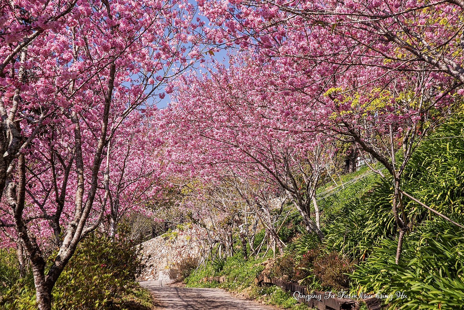 清境黑森林莊園(清境平價包棟) 黑森林停車場櫻花林隧道