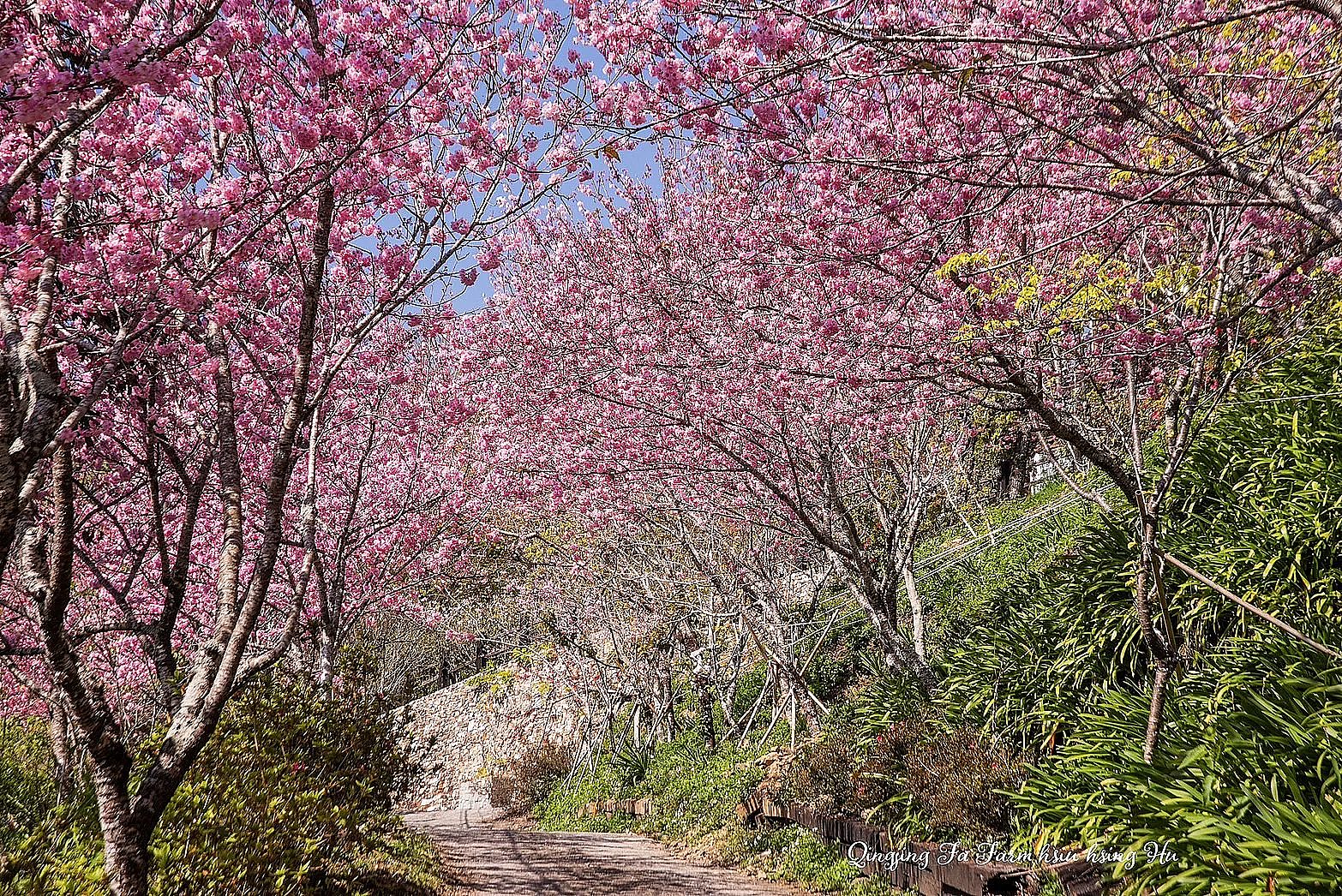 清境黑森林莊園(清境不限時包棟民宿) 黑森林停車場櫻花林隧道
